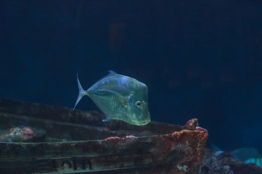 Mexican Lookdown fish, Selene brevoortii, swims over a sunken boat