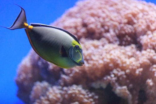 Naso tang fish, Naso lituratus, is found in the Indian and Pacific Ocean