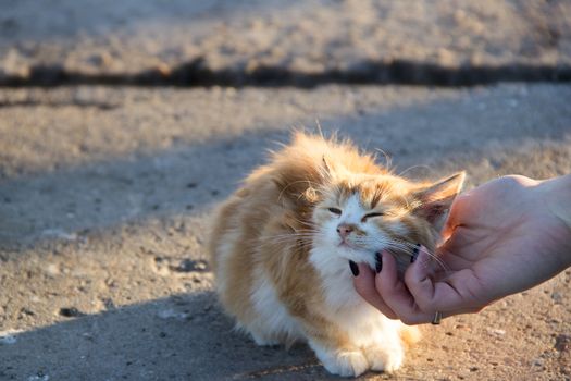 small happiness red cat in the outdoors