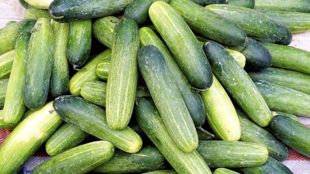 Fresh cucumber organic vegetables in farmer market  Luang Prabang, Laos