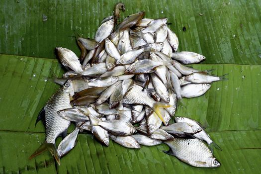 fresh small fish on banana leaf in Farmer market Luang Prabang, Laos