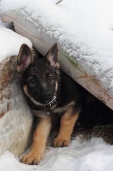 German shepherd puppy in winter with snow