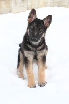 German shepherd puppy in winter with snow