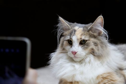 Cat Norwegian Forest - posing for pictures on a black background