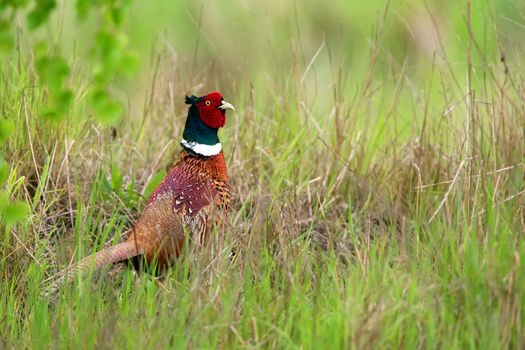 Pheasant in the grass, in the wild