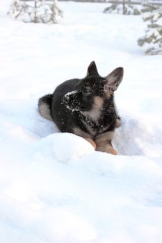 German shepherd puppy in winter with snow