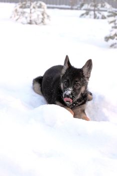 German shepherd puppy in winter with snow