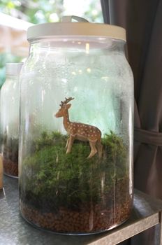 Green moss in terrarium glass