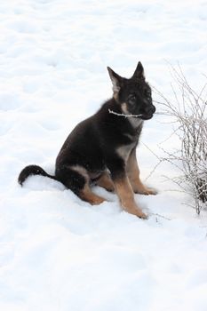 German shepherd puppy in winter with snow