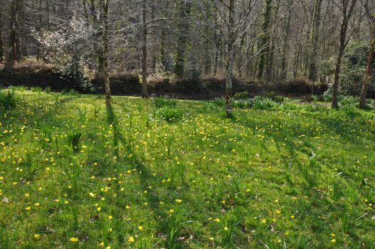 English meadow in spring.
