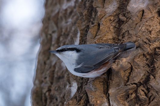 The photo depicts a nuthatch on tree