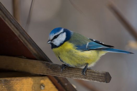 The photo shows a bird on a branch