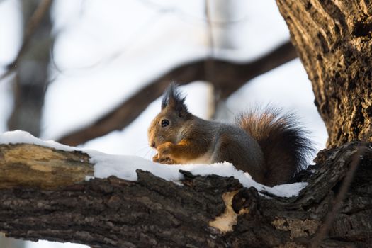 The photograph shows a squirrel on a tree