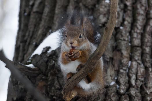 The photograph shows a squirrel on a tree
