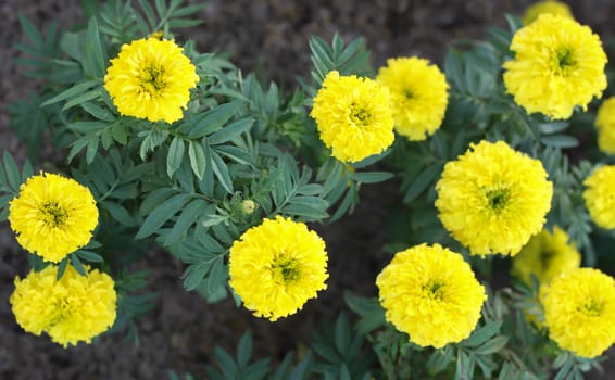 Marigolds in the garden beautiful.