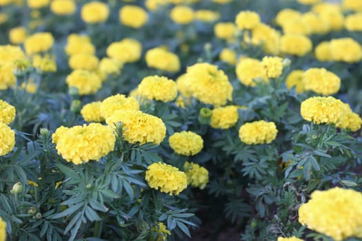 Marigolds in the garden beautiful.