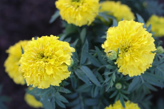 Marigolds in the garden beautiful.