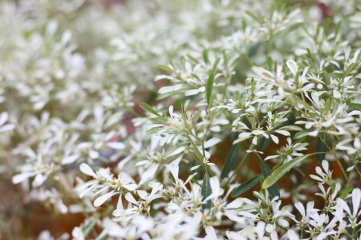 white lace Lotsyd euphorbia flower