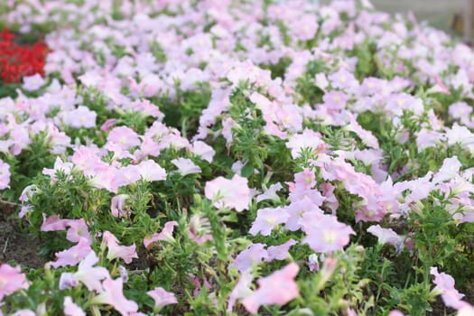Background Surfinia pink and white  petunia
