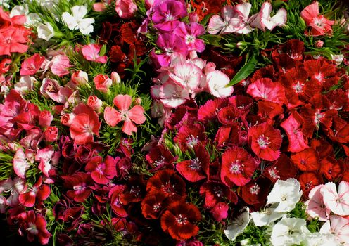 Background of Multi Colored Dianthus known as Carnation closeup Outdoors