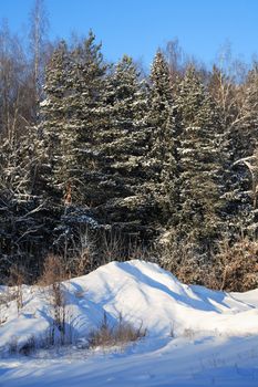 Winter landscape with frozen forest against blue sky