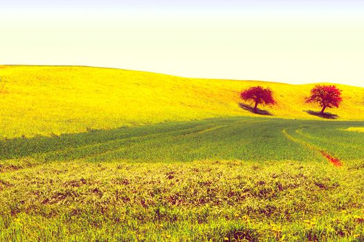 Trees Surrounded by Sloping Meadows in Switzerland, Vintage Style Toned Picture