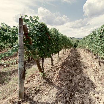 Hill of Tuscany with Vineyard in the Chianti Region, Vintage Style Toned Picture