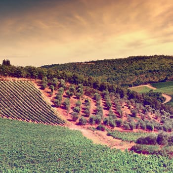 Vineyard and Olive Grove in Tuscany at Sunset, Vintage Style Toned Picture