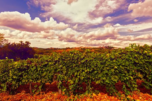 Landscape of Tuscany with Vineyard in the Chianti Region at Sunset, Vintage Style Toned Picture