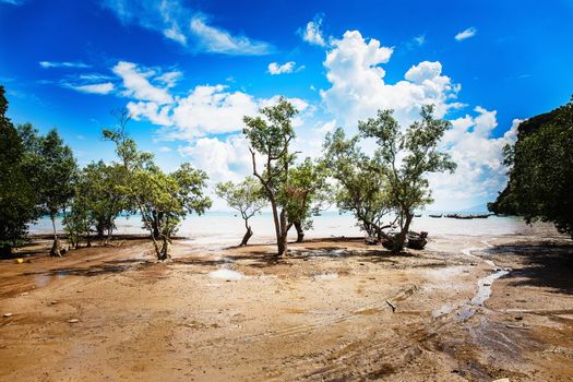 Trees growing in the sand on the beautiful sea background