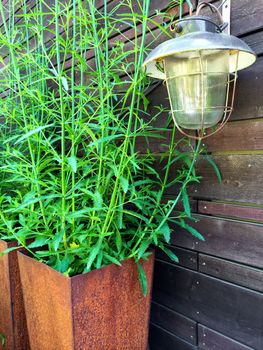 Old lantern and green plant in a rusty pot. Vintage style garden design.