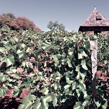 Ripe Grapes in the Autumn in France, Vintage Style Toned Picture