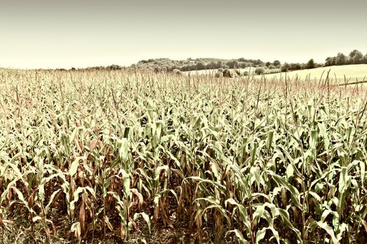 Plantation of Corn in the French Limousen, Vintage Style Toned Picture