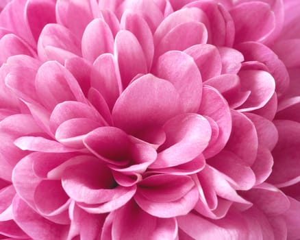 Chrysanthemum 