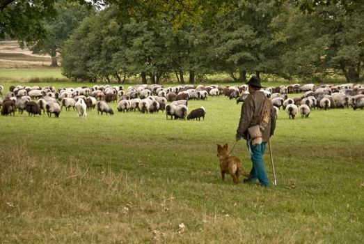 Sheep in Lueneburg Heath