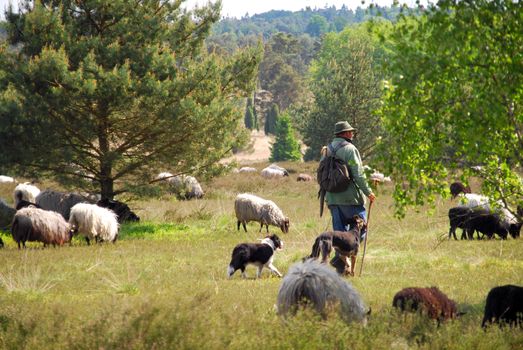 Sheep in Lueneburg Heath