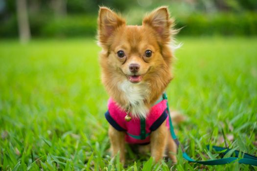 Young dog sitting on the grass in the park looking at the camera waiting for dessert.