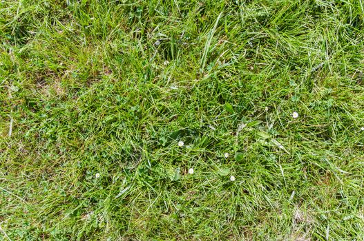 Natural green grass field seamless background texture