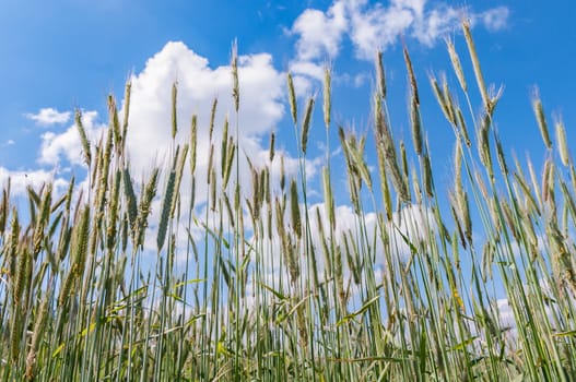 Green ears of wheat on blue sky background