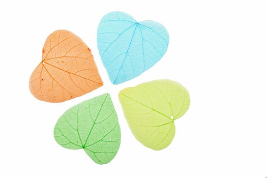 Group of four heart shaped dried skeleton leaves, green, blue and yellow, decoration isolated on white background