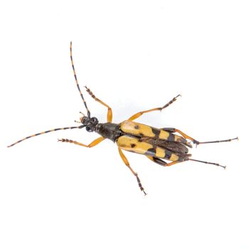 Yellow black bug isolated on a white background