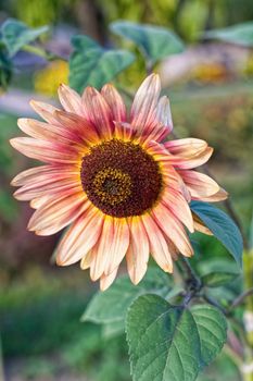 Rose sunflower on a blurred green background