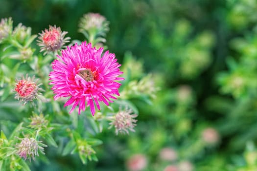 Pink flower with burred green background