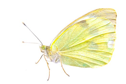 Light yellow butterfly isolated on a white background