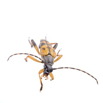 Yellow black bug isolated on a white background