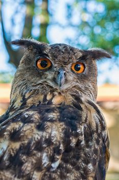 Portrait of a euroasian eagle owl (Bubo bubo) with blurred background