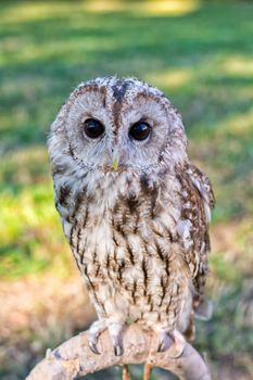 Tawny owl sitting on the perch with blurred background