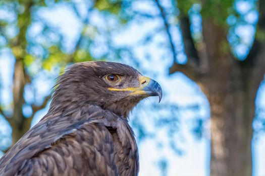 Portrait of a golden eagle with blurry background
