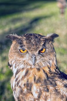 Portrait of a euroasian eagle owl (Bubo bubo) with blurred background