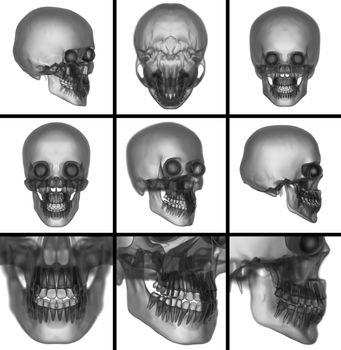 3d render skull on  background